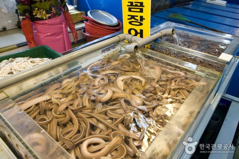Jagalchi Market Live Sea Eels Section  (5/6)