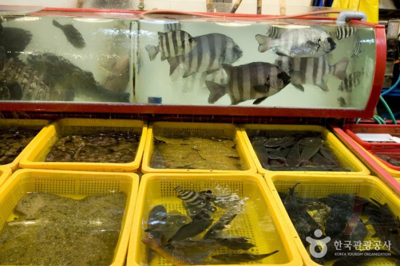 Jagalchi Market Live Fish Section  (1/8)