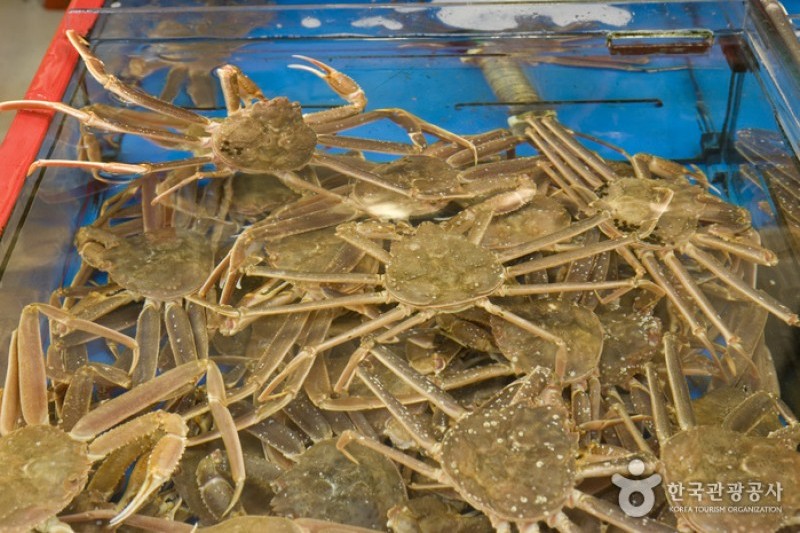 Jagalchi Market Live Fish Section  (3/8)