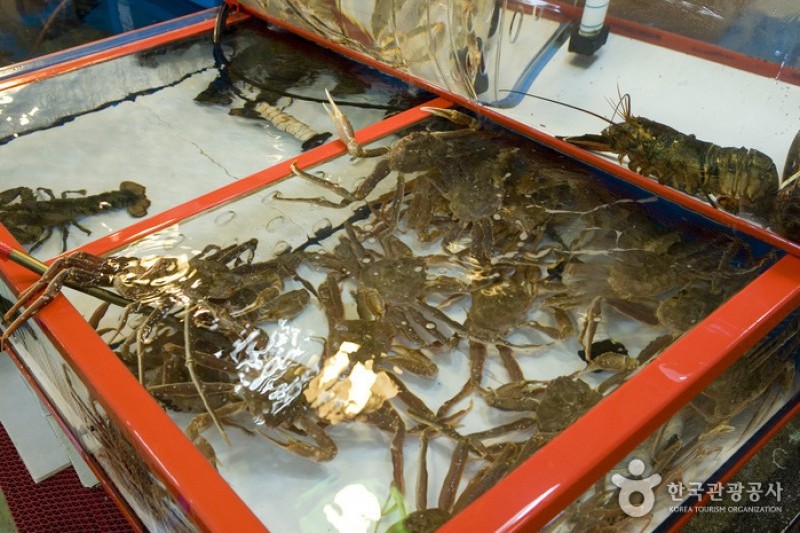 Jagalchi Market Live Fish Section  (5/8)