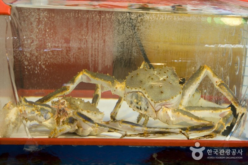 Jagalchi Market Live Fish Section  (7/8)