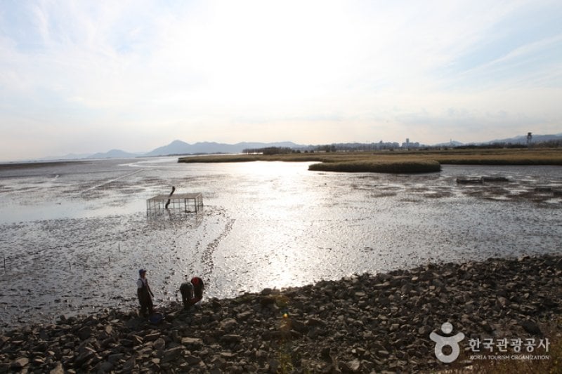 Eulsukdo Island (을숙도) (3/17)