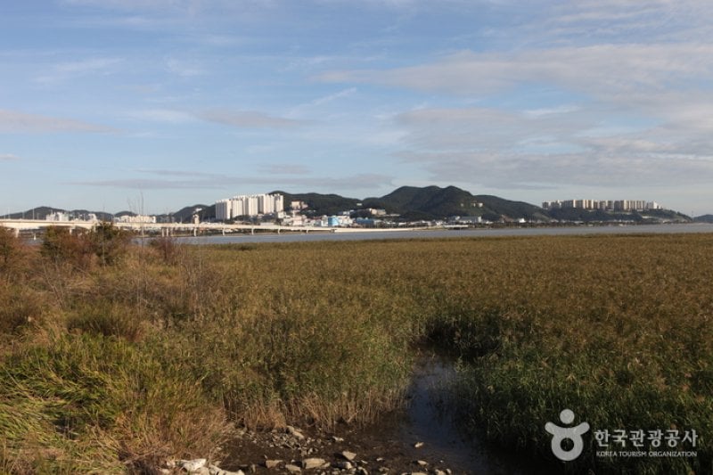 Eulsukdo Island (을숙도) (4/17)