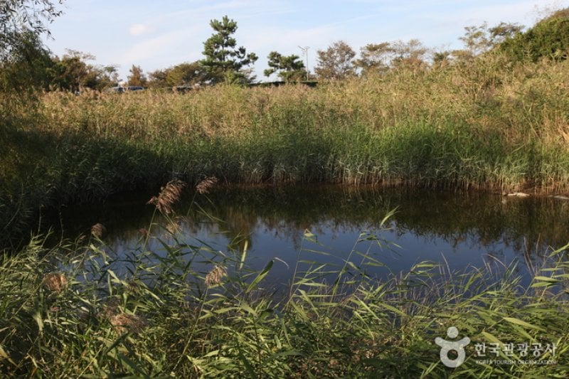 Eulsukdo Island (을숙도) (7/17)