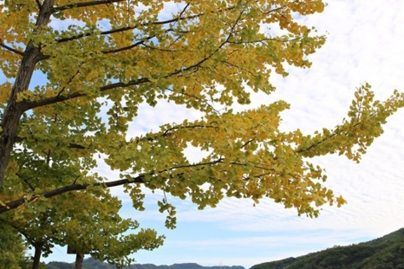 Namiseom Island  (16/18)