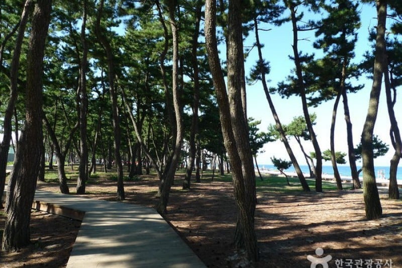 Gangneung Gyeongpo Beach  (4/13)