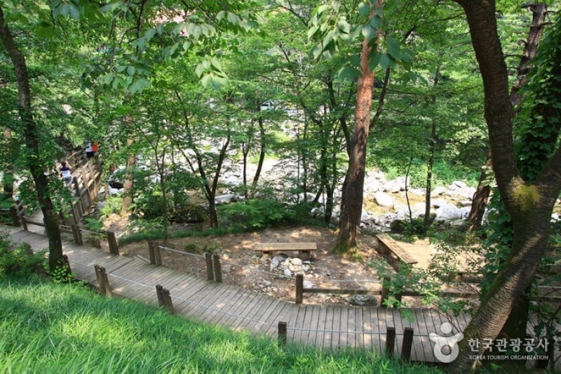 Daegwallyeong Recreational Forest  (12/21)