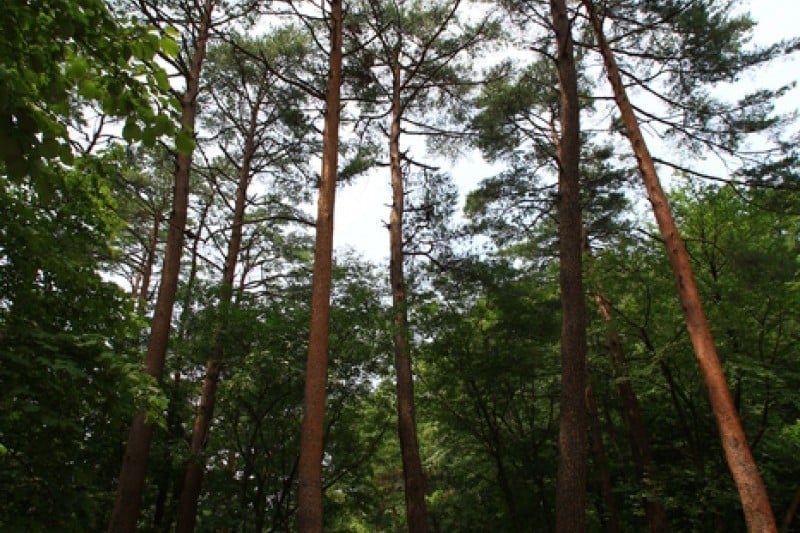 Daegwallyeong Recreational Forest  (14/21)