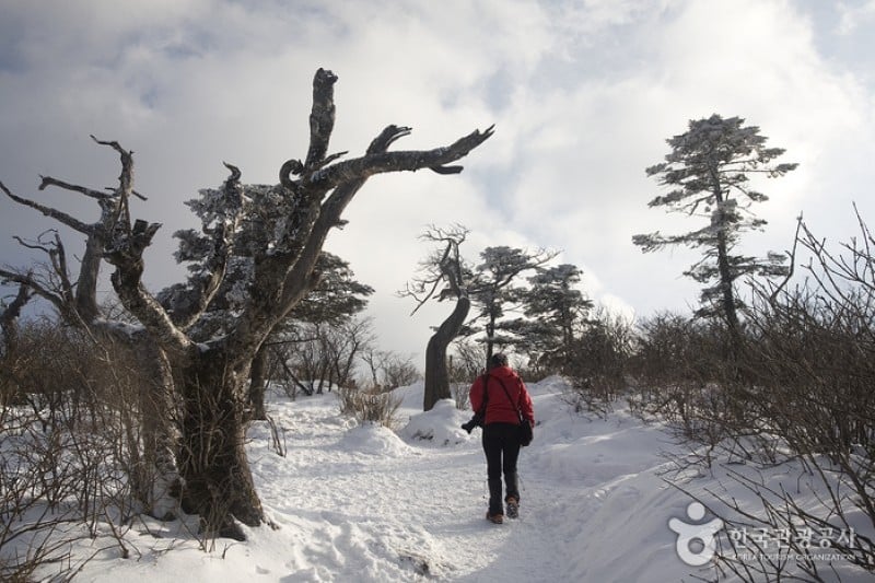 Taebaeksan Mountain Snow Festival  (1/11)