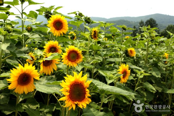 Taebaek Sunflower Festival