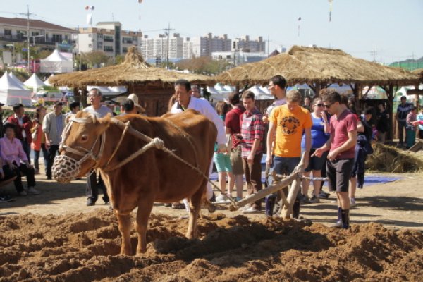 Hoengseong Hanu Festival