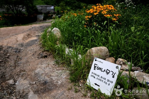 Gohan Hambaeksan Wildflower Festival