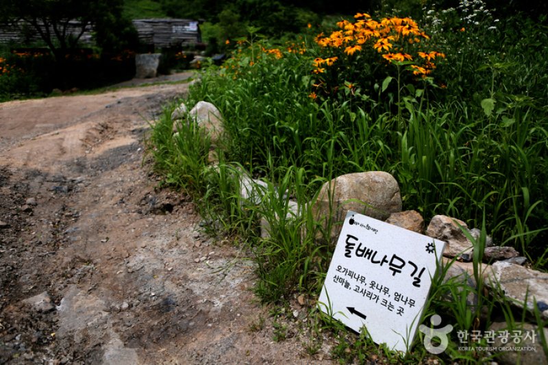 Gohan Hambaeksan Wildflower Festival  (1/4)