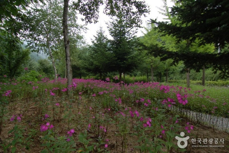 Garisan Natural Recreation Forest (가리산자연휴양림) (1/22)