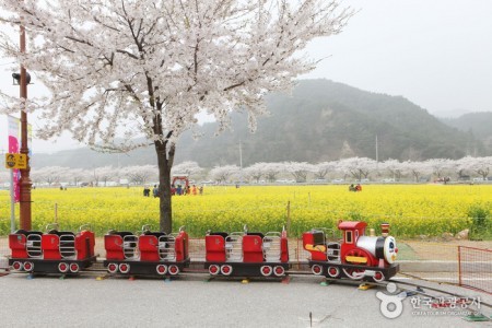Samcheok Maengbang Canola Flower Festival 