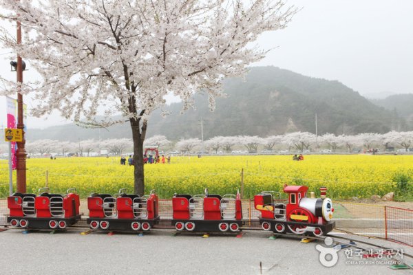 Samcheok Maengbang Canola Flower Festival