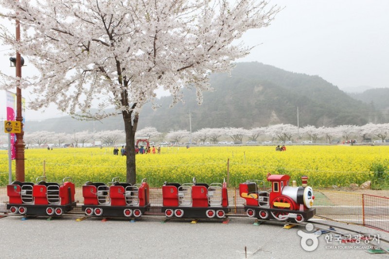 Samcheok Maengbang Canola Flower Festival  (1/15)
