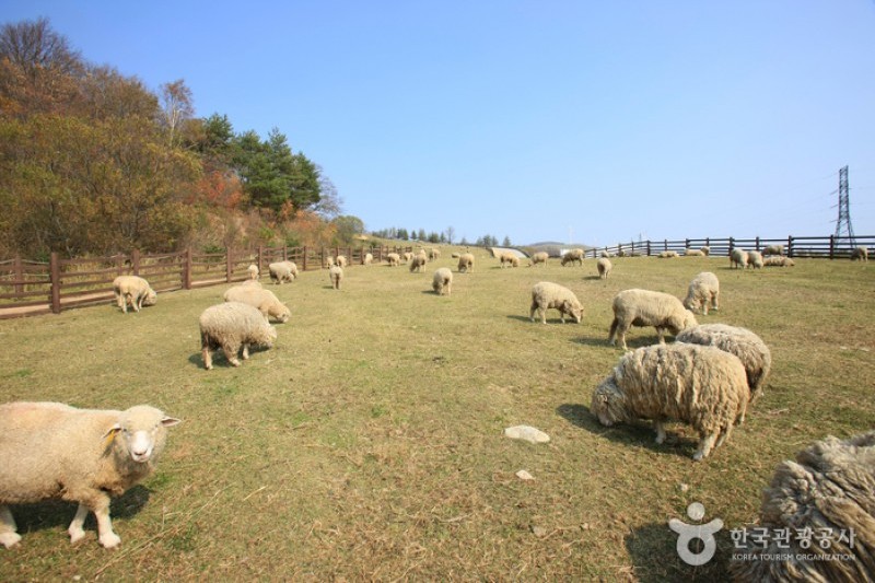 Eco Green Campus (Former, Samyang Ranch)  (7/29)