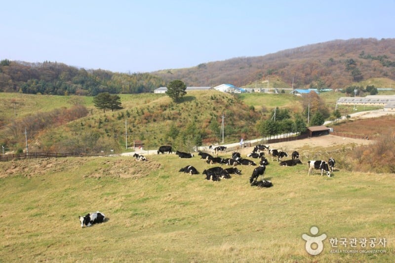 Eco Green Campus (Former, Samyang Ranch)  (10/29)