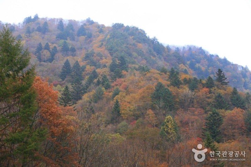 Odaesan National Park  (9/10)