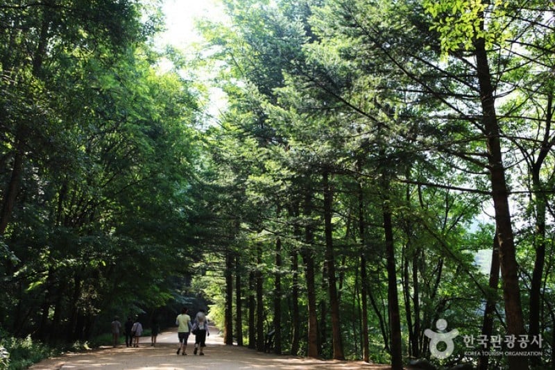 Woljeongsa Temple  (25/51)