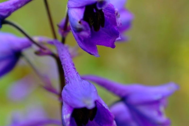 Korea Botanic Garden  (4/22)