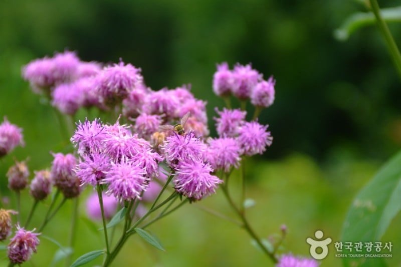 Korea Botanic Garden  (8/22)