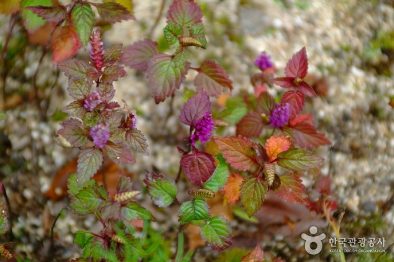 Korea Botanic Garden  (11/22)