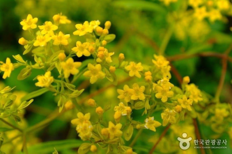 Korea Botanic Garden  (13/22)