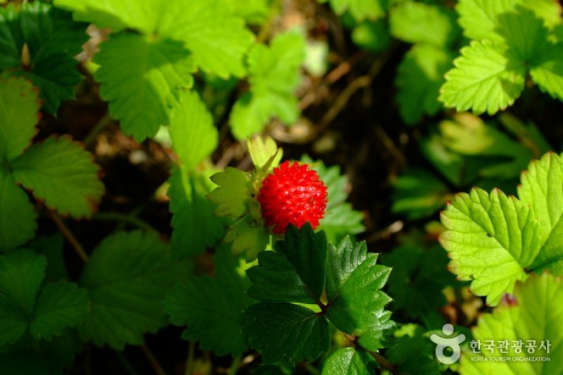 Korea Botanic Garden  (16/22)