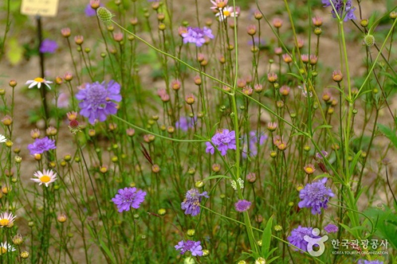 Korea Botanic Garden  (20/22)