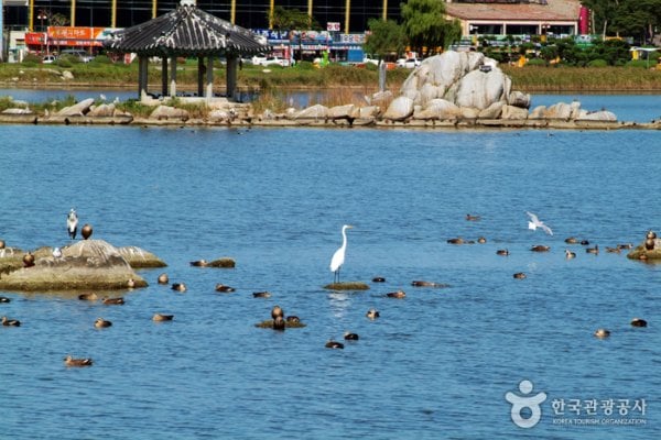 Gyeongpoho Lake
