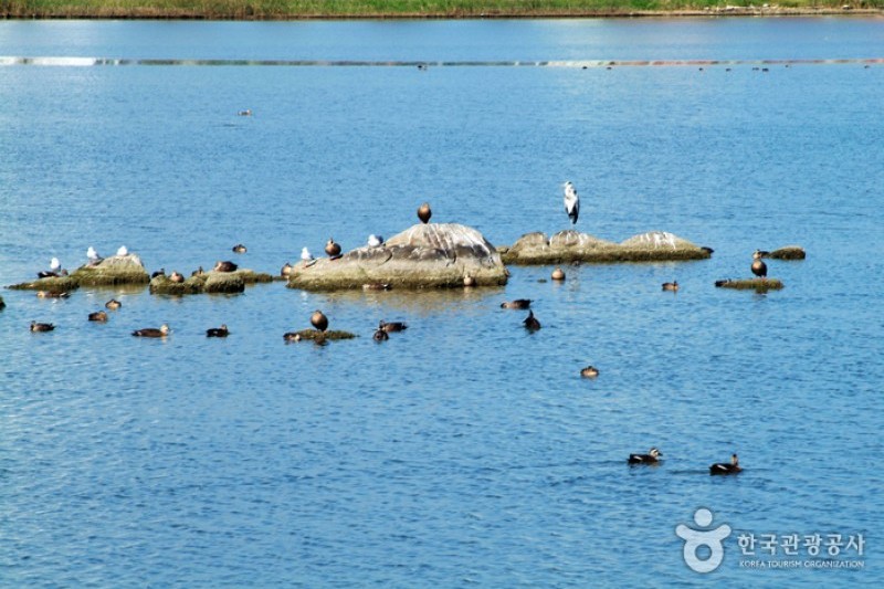 Gyeongpoho Lake 