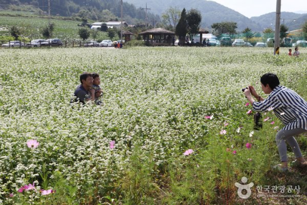 Hyoseok Cultural Festival