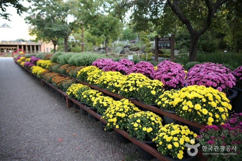 Gangwon-do Provincial Flower Garden  (2/27)
