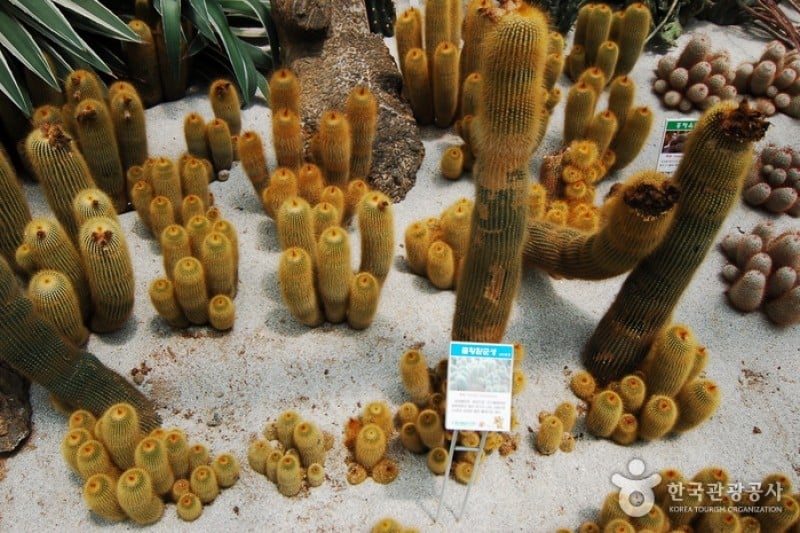 Gangwon-do Provincial Flower Garden  (12/27)