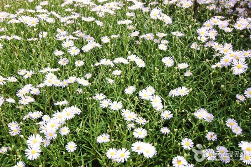 Gangwon-do Provincial Flower Garden  (14/27)