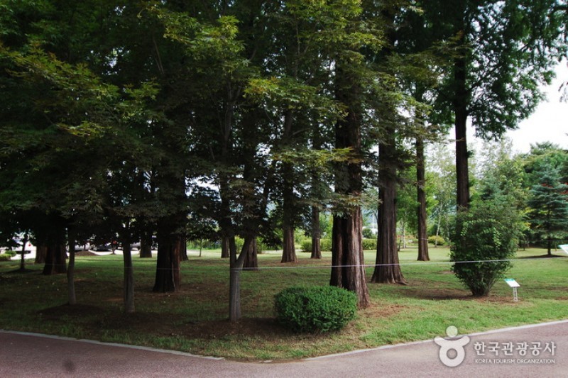 Gangwon-do Provincial Flower Garden  (15/27)
