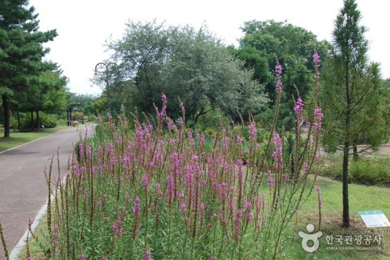 Gangwon-do Provincial Flower Garden  (16/27)