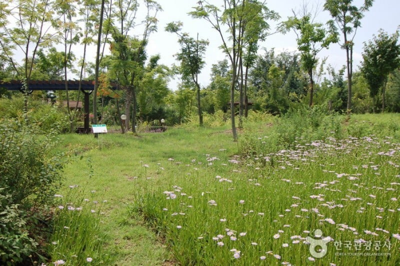Gangwon-do Provincial Flower Garden  (19/27)