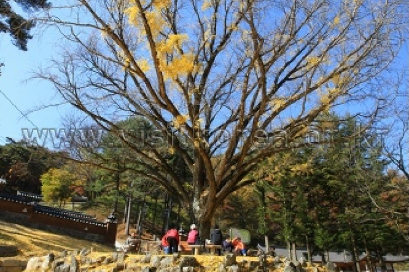 Guryongsa Temple  (17/27)