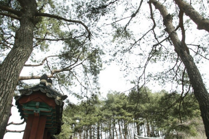 Pyeongchang Uiyaji Wind Village  (3/12)