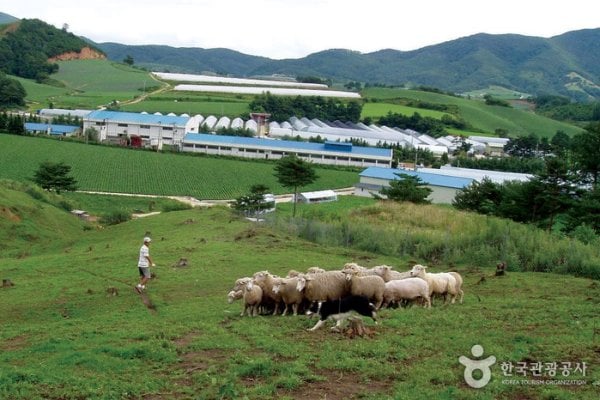 Pyeongchang Uiyaji Wind Village