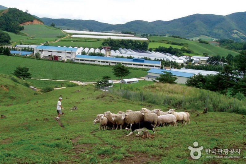 Pyeongchang Uiyaji Wind Village  (8/12)