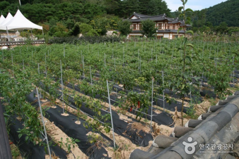 Korea Traditional Food Culture Experience Center  (13/15)