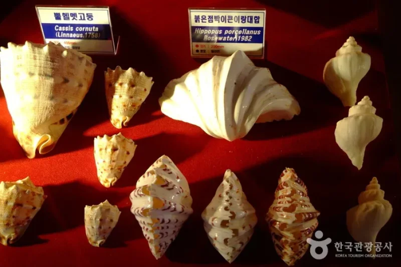 Hwajinpo Aquarium  (5/9)
