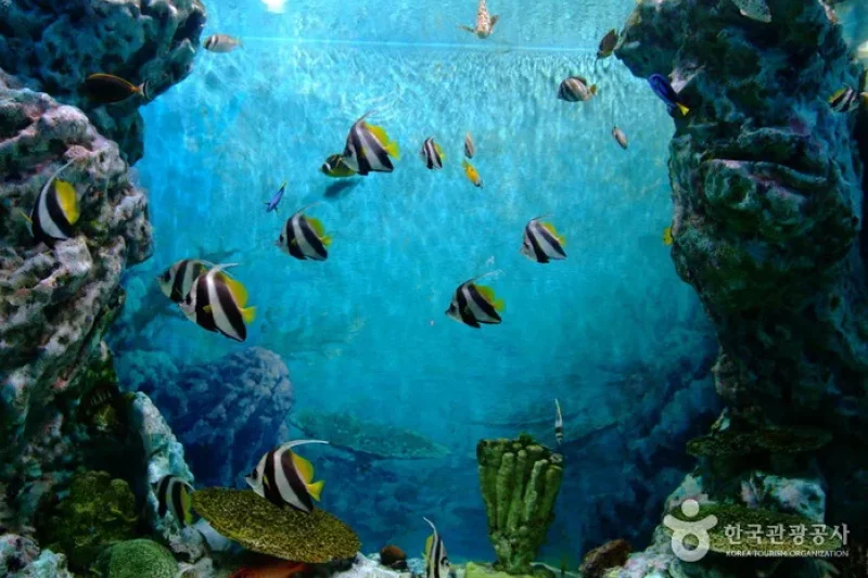 Hwajinpo Aquarium  (8/9)