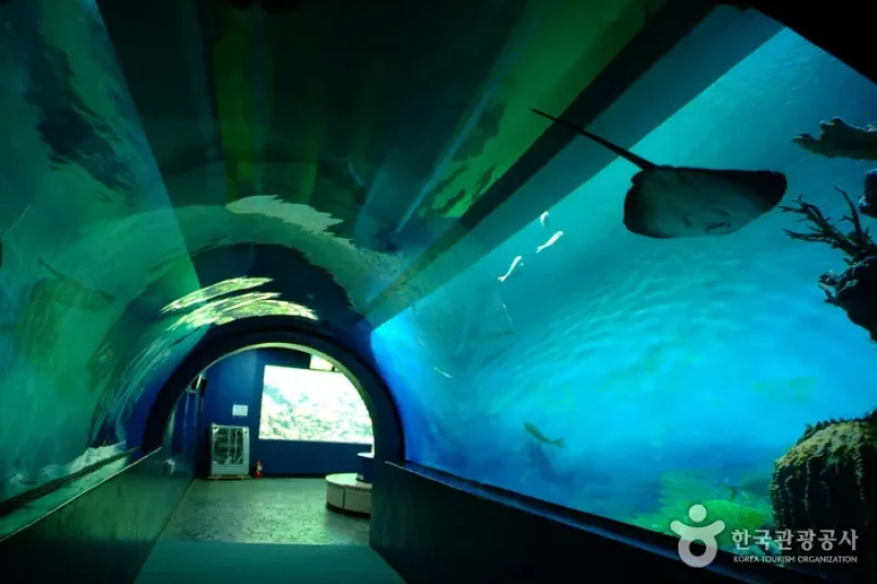 Hwajinpo Aquarium  (9/9)