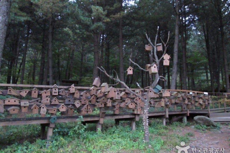 Cheongtaesan National Recreational Forest  (9/36)