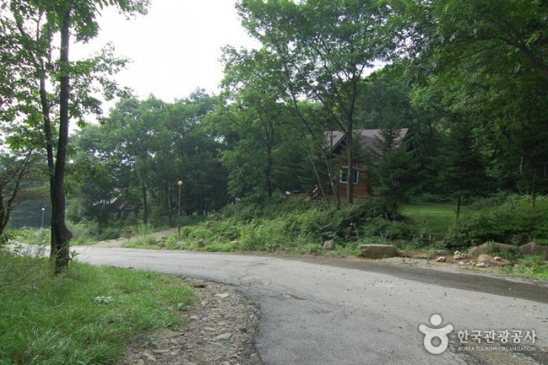 Cheongtaesan National Recreational Forest  (16/36)